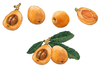 ビワのイラストセット