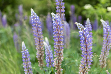 Lupine