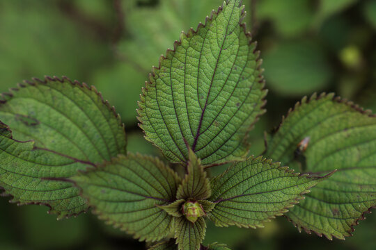 Shot of perilla shiso leaves purple japanese leaf and flower growing