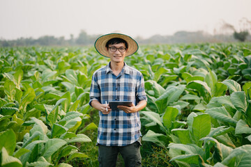 Farmers inspecting crops with a digital tablet in a tobacco leaf field, showcasing modern agriculture, technology