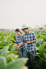 Farmers inspecting crops with a digital tablet in Tobacco leaf plant grow at field, showcasing modern agriculture, teamwork, and technology.