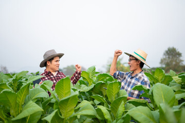 Farmers inspecting crops with a digital tablet in Tobacco leaf plant grow at field, showcasing modern agriculture, teamwork, and technology.