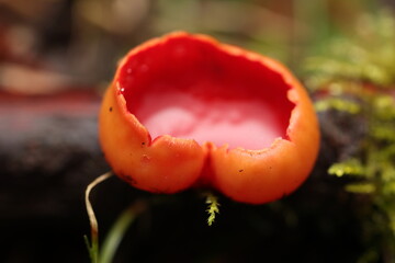Sarcoscypha coccinea or Sarcoscypha austriaca in detail