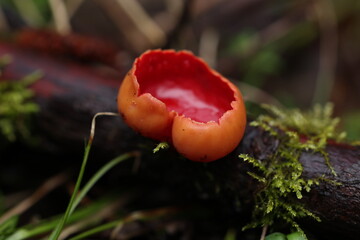 Sarcoscypha coccinea or Sarcoscypha austriaca in detail
