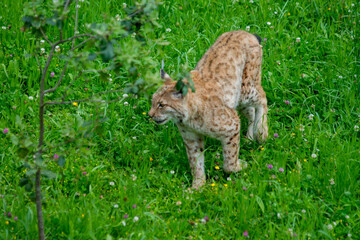 Iberian lynx (Lynx pardinus), lince ibérico