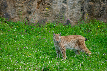 Iberian lynx (Lynx pardinus), lince ibérico