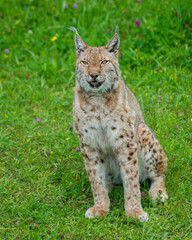 Iberian lynx (Lynx pardinus), lince ibérico