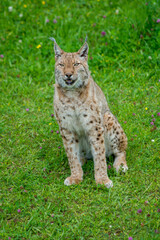 Iberian lynx (Lynx pardinus), lince ibérico