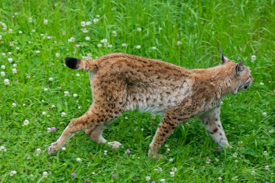 Iberian lynx (Lynx pardinus), lince ib&eacute;rico