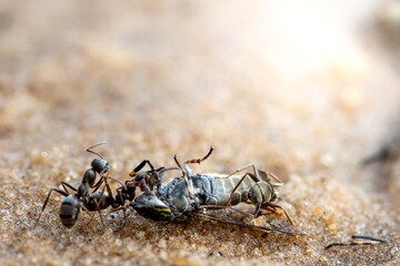 Ants eating dead horsefly on the sand. Close-up view. Selective focus.