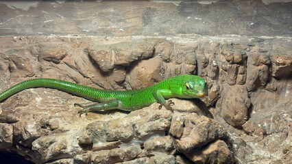 lizard on the tree