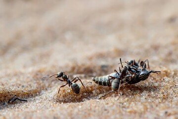Ants eating dead horsefly on the sand. Close-up view. Selective focus.