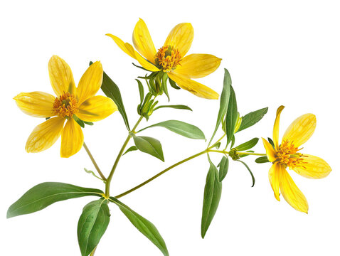 bidens flower isolated on the white background