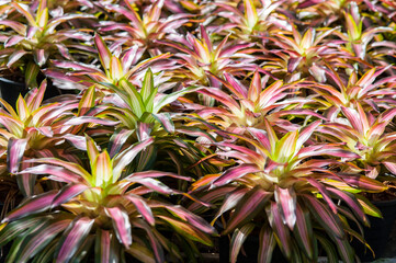 Colored bromeliad in pots in the nursery
