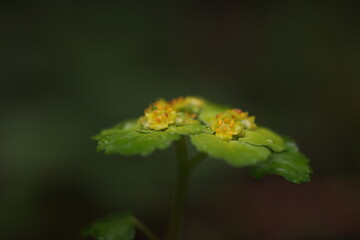 alternate-leaved golden-saxifrage flower