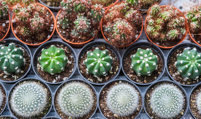 Cactus in a pot