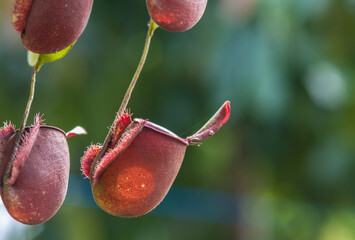 Nepenthes in a hanging pot