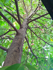 Photo of Jamaican guava tree during the day taken from the bottom position