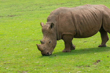 Fototapeta premium Southern White Rhino or Rhinoceros with oxpeckers in National Park