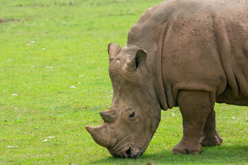 Fototapeta premium Southern White Rhino or Rhinoceros with oxpeckers in National Park
