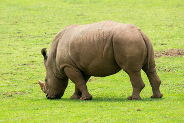 Fototapeta premium Southern White Rhino or Rhinoceros with oxpeckers in National Park