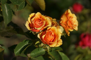 orange roses on the street 