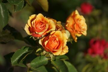 orange roses in garden