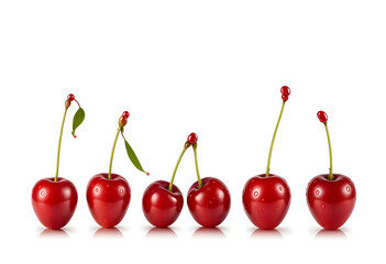 Bright Red Cherries with Green Leaves