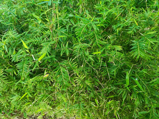 Photos of lots of bamboo leaves can be used as backgrounds for plant magazines