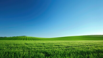 Obraz premium Lush green fields with a clear blue sky, offering a serene and idyllic landscape for wallpaper