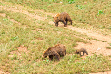 Close-up portrait of brown bears (Ursus arctos horribilis) relaxing in the grass at National Park