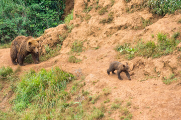 Close-up portrait of brown bears (Ursus arctos horribilis) relaxing in the grass at National Park
