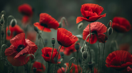 Fototapeta premium wild field blooms with vibrant red poppies at sunset