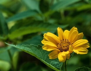 Closeup photo of a yellow heliopsis flower against a dark green background
