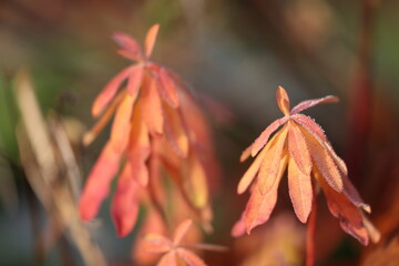 beautifully colored griffiths euphorbia in fall the leaves covered in dew