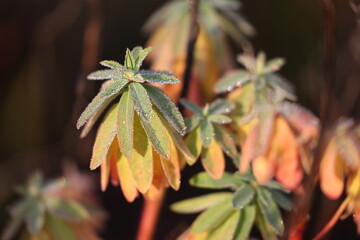 beautifully colored griffiths euphorbia in fall the leaves covered in dew