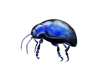 Watercolor beetle isolated on transparent background.