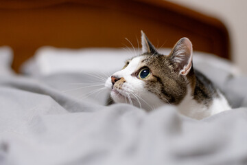 見つめる猫の可愛い表情　キジトラ白