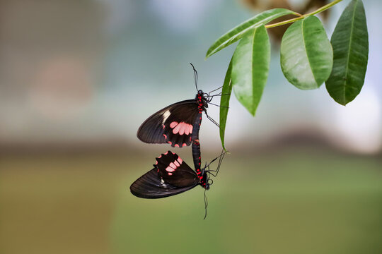 Two butterflies coupling. Male and female butterflies stuck together. Mimic kite swallowtail, mimoides butterfly.