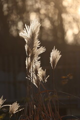 the seeds of Miscanthus glowing in the winter sun