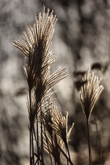 the seeds of Miscanthus glowing in the winter sun
