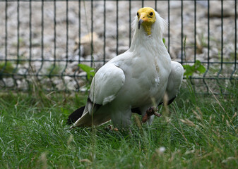 Egyptian vulture animals birds zoo