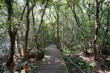 refreshing walkway in the gleaming sunshine