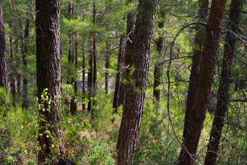 Forest greenwood in summertime on day light. Nature landscape with wood background