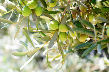 Olive tree branch with lots of green ripe fruits on it with green leaves.Harvesting cultivation farming healthy food