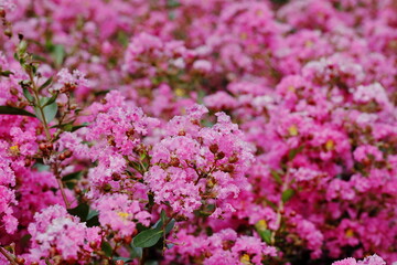 盛夏に満開のサルスベリ