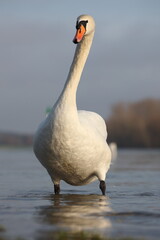 mute swan in the sunlight at a riverbank
