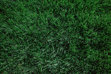 Green grass background, green grass texture.