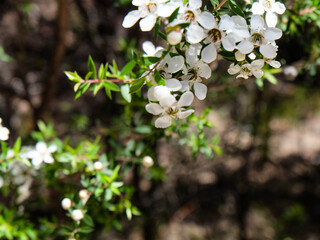 Freycinet national park, Winegalss bay, Tasmania, Tassia, Tasman wilderness, Australia, Manuka 