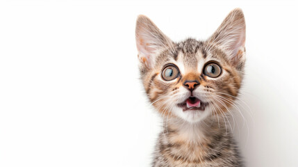 Adorable kitten with an open mouth, looking like it's meowing, isolated on white background.